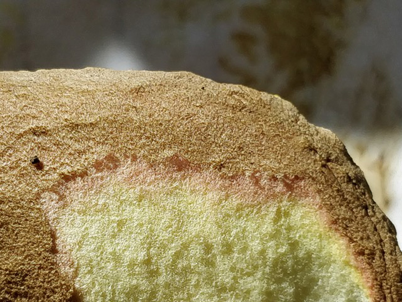Photo by Bob Simpson Hortiboletus engelii by Bob Simpson